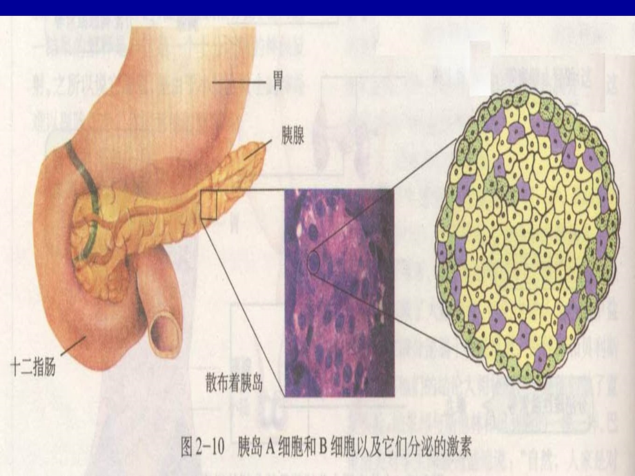 动物激素的调节.ppt_第3页