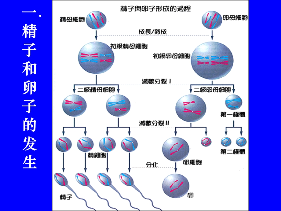 动物的胚胎发育和胚胎工程.ppt_第2页