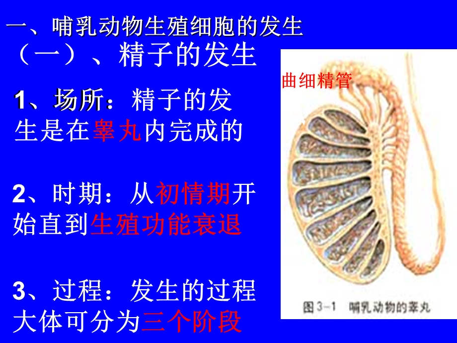 动物的胚胎发育和胚胎工程.ppt_第3页