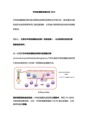 中性粒细胞传播炎症2024.docx