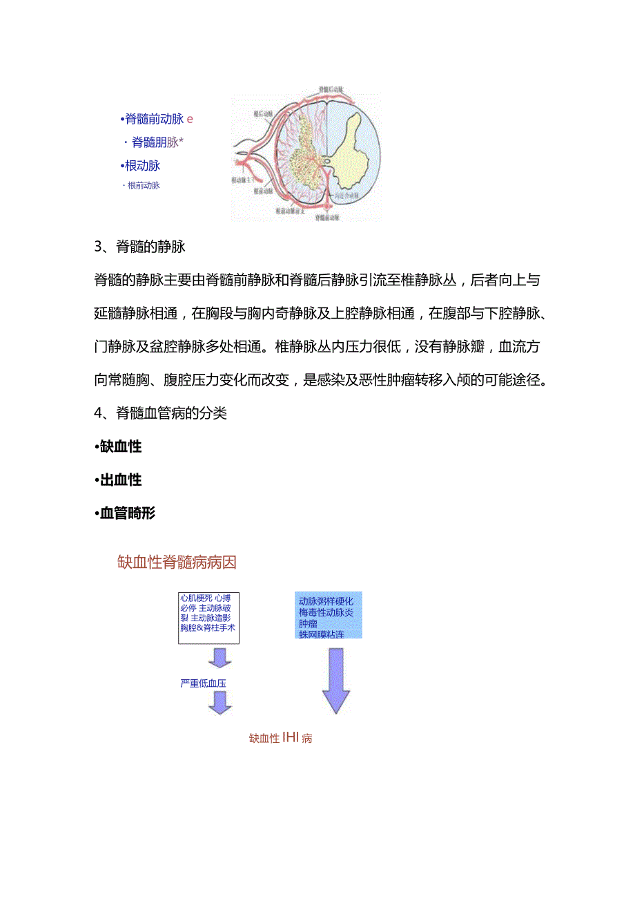 2024脊髓的血管解剖结构、生理功能及相关疾病.docx_第2页