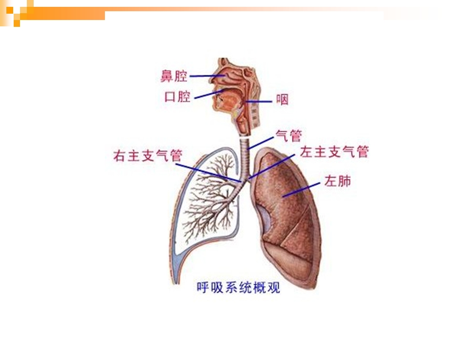 呼吸一科疾病观察.ppt_第3页