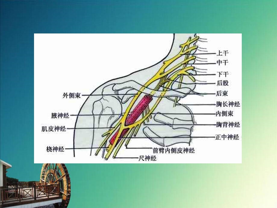 周围神经损伤的护理.ppt_第3页