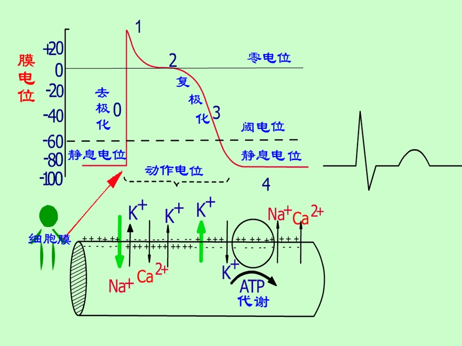 临床心电图学.ppt_第3页