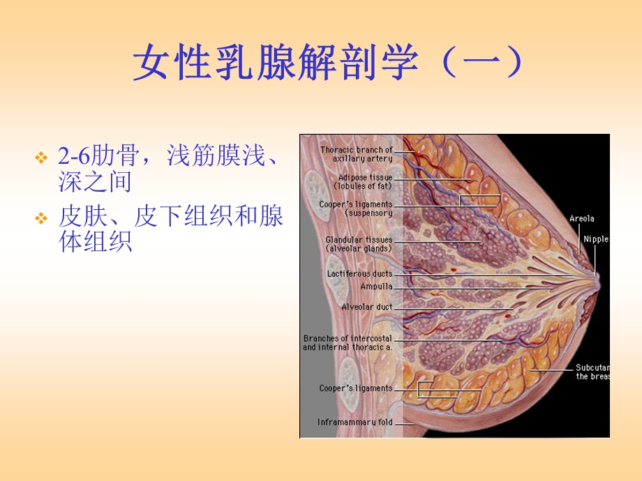 乳腺疾病的诊断与治疗.ppt_第2页