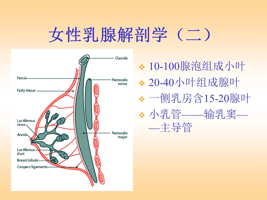 乳腺疾病的诊断与治疗.ppt_第3页