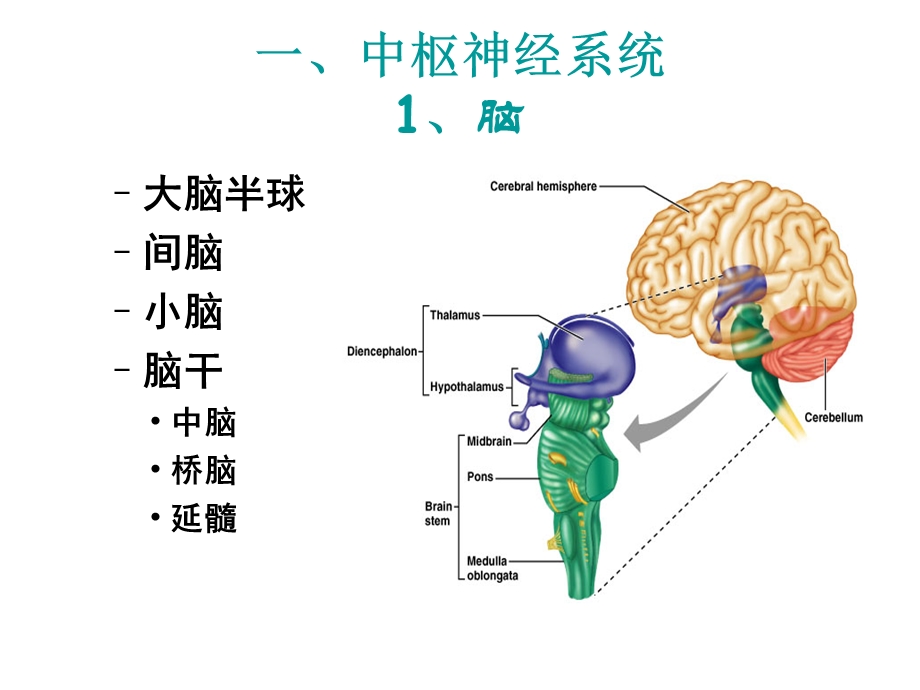 中枢神经系统解剖及功能.ppt_第3页