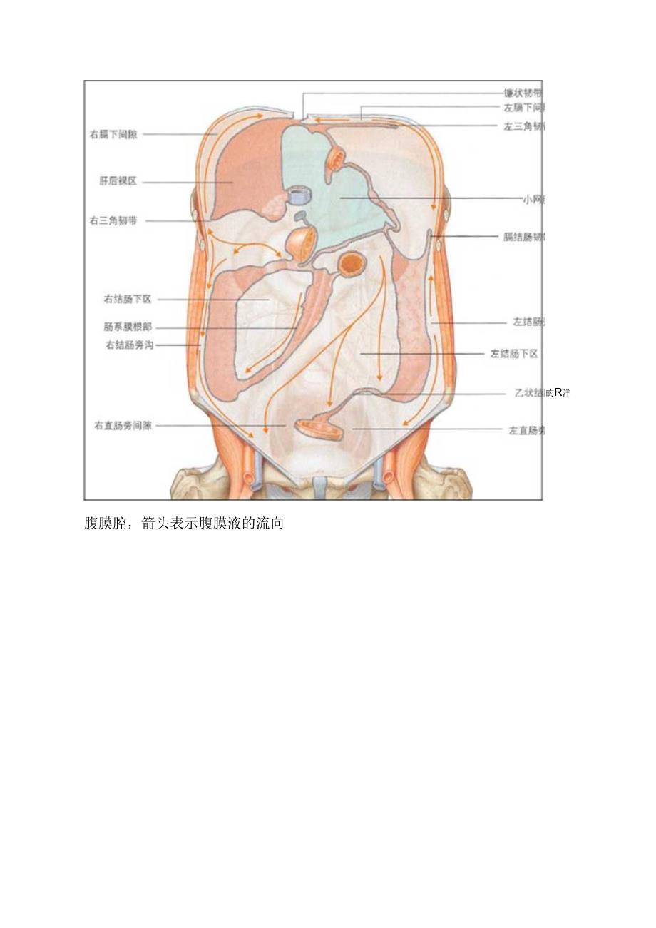 临床腹膜和腹膜腔解剖.docx_第2页