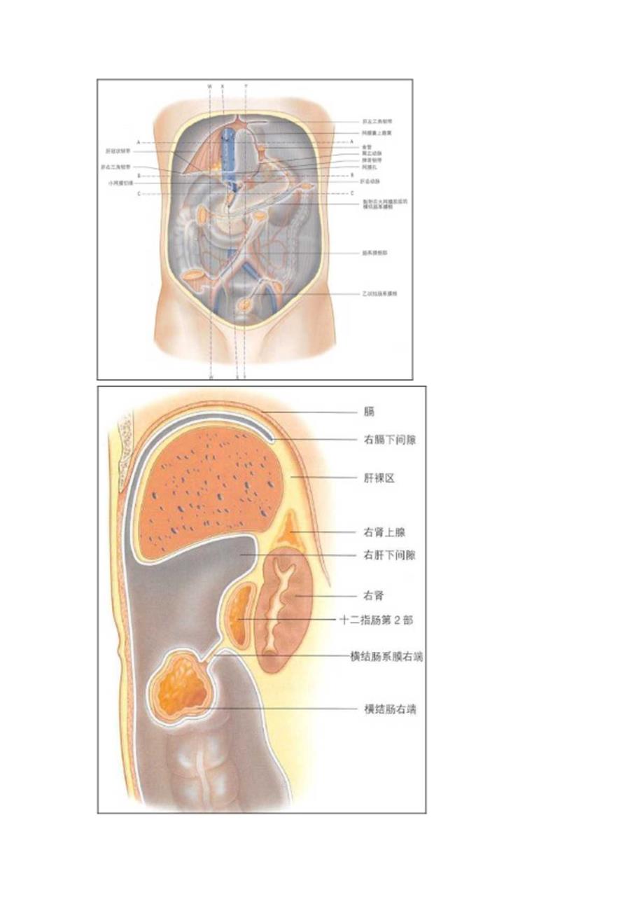 临床腹膜和腹膜腔解剖.docx_第3页