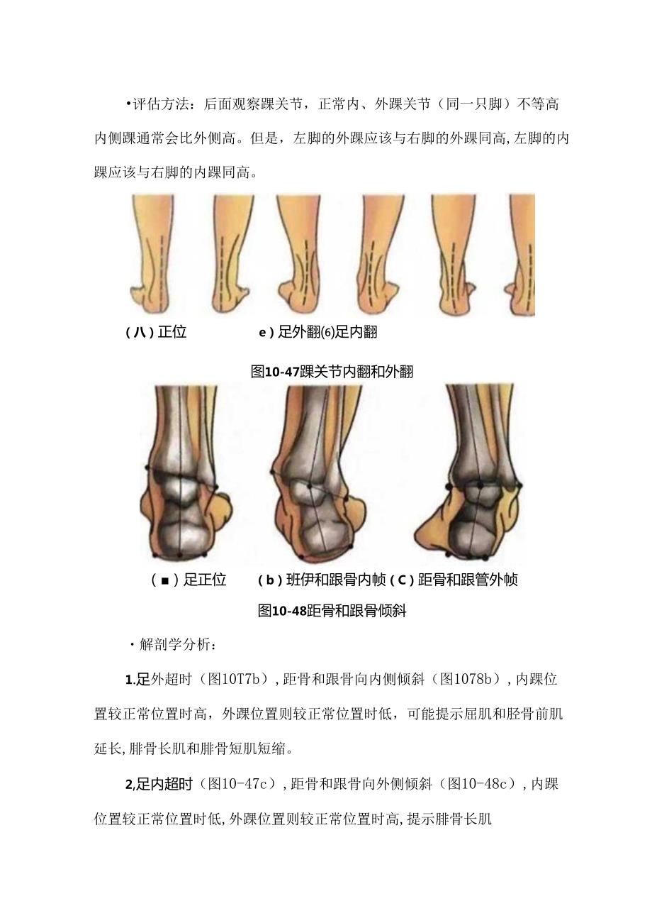 从肌肉角度分析足踝功能异常问题.docx_第3页