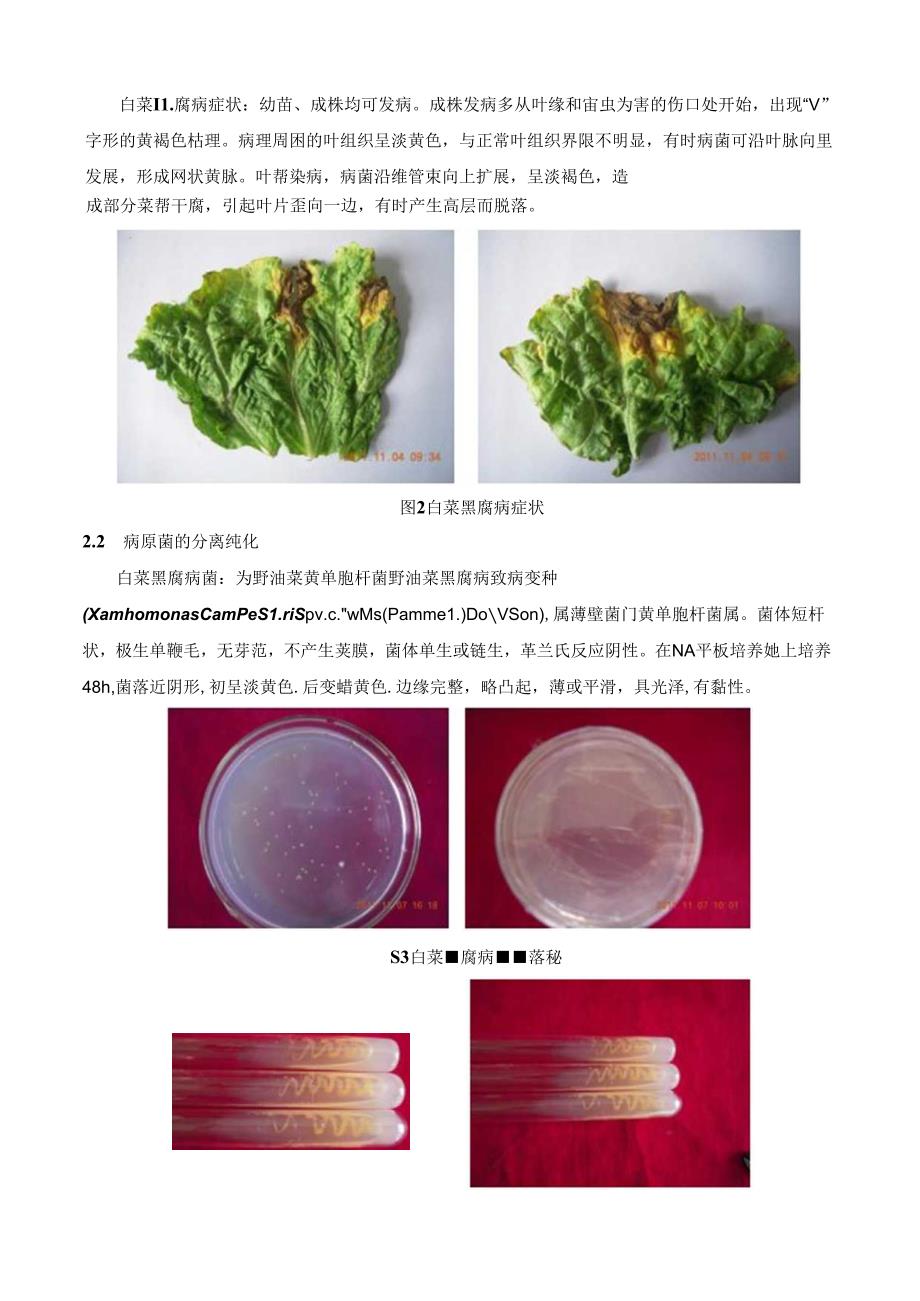 白菜软腐病和黑腐病菌分离纯化.docx_第3页