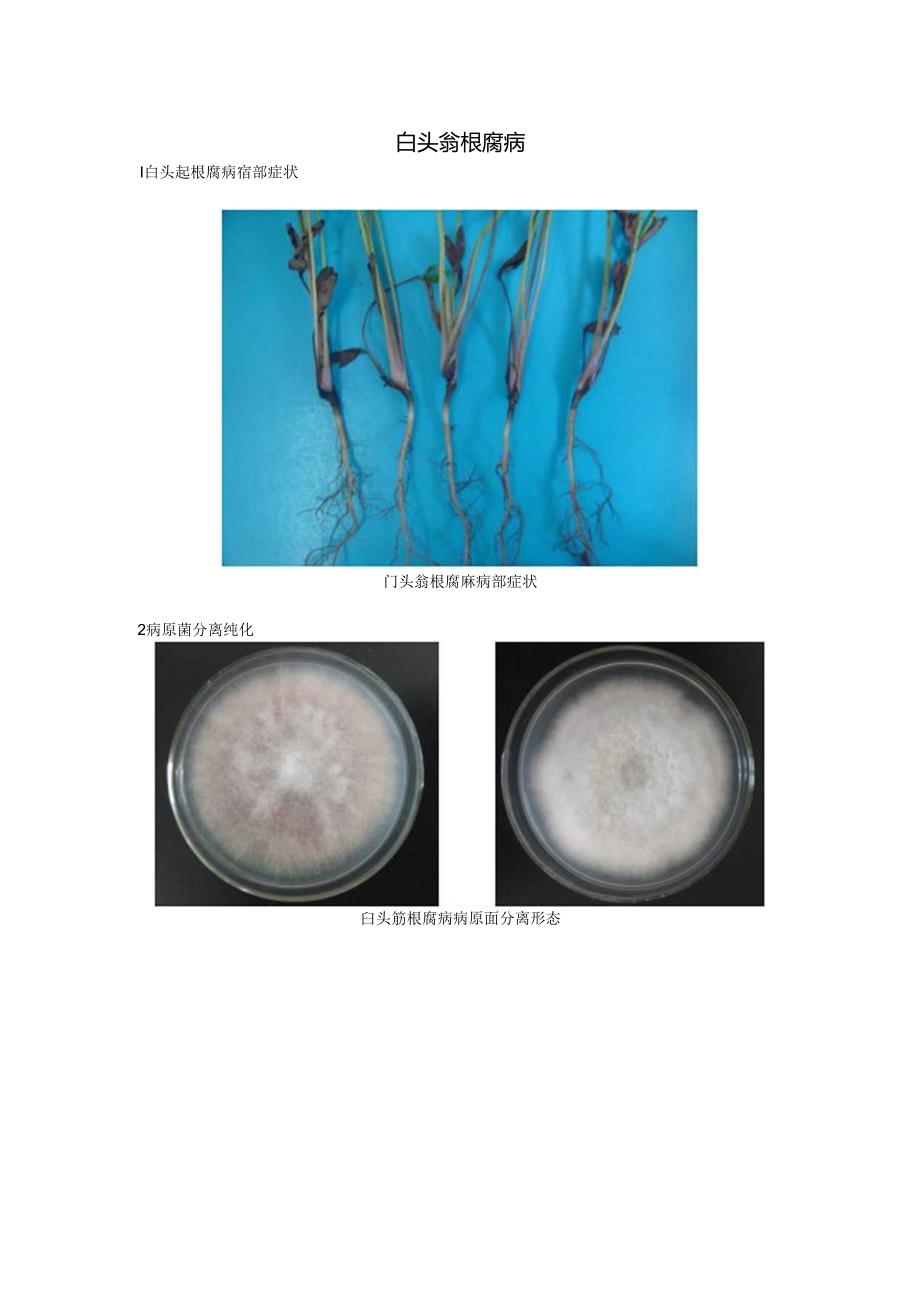 白头翁根腐病病部症状.docx_第1页