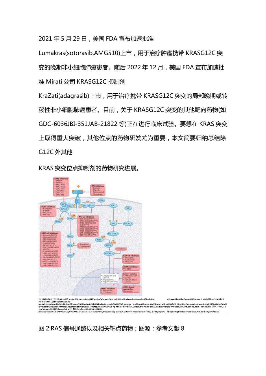 KRAS各突变位点抑制剂研究进展2023.docx_第2页