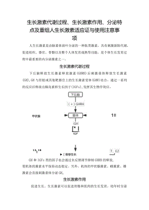 生长激素代谢过程、生长激素作用、分泌特点及重组人生长激素适应证与使用注意事项.docx