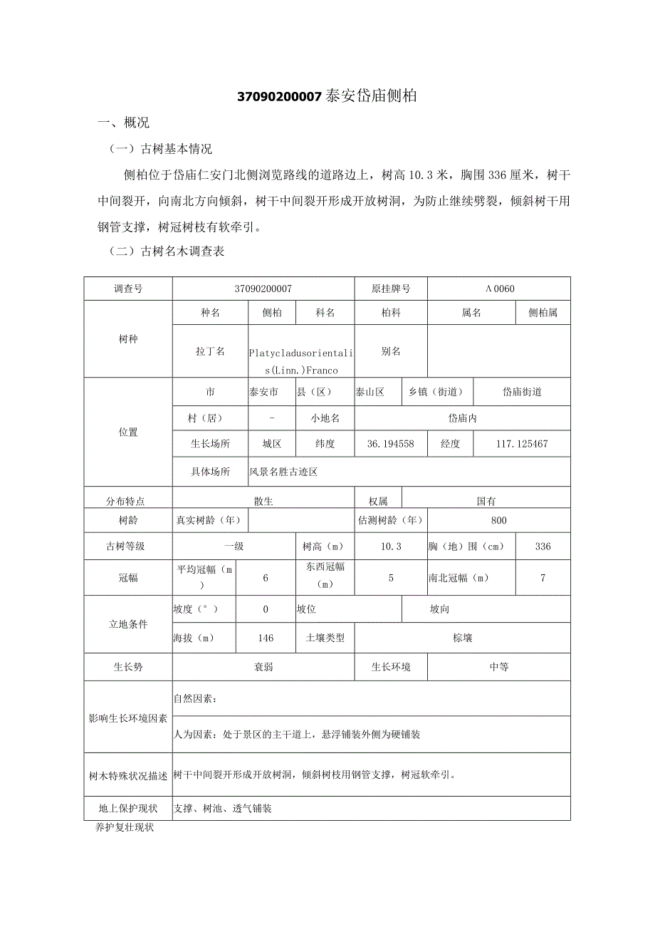 泰山典型古树保护复壮技术方案.docx_第1页