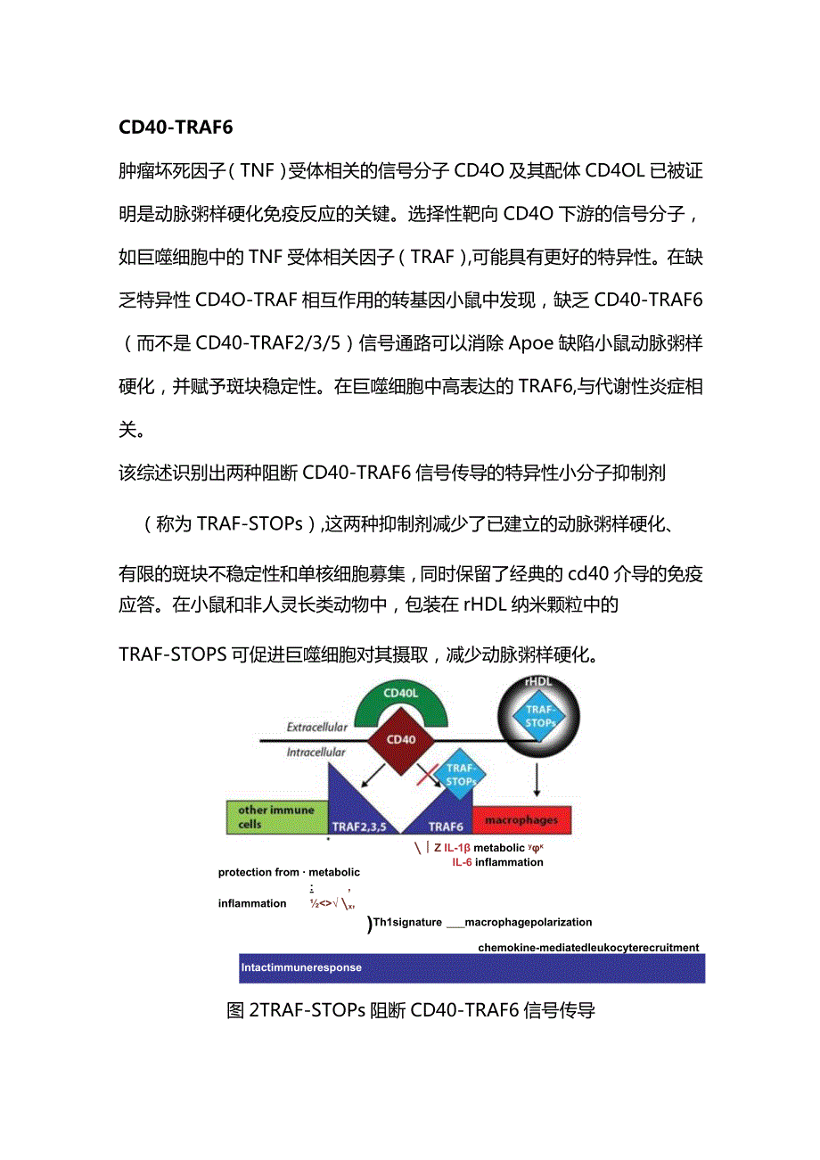 2024动脉粥样硬化治疗策略.docx_第2页