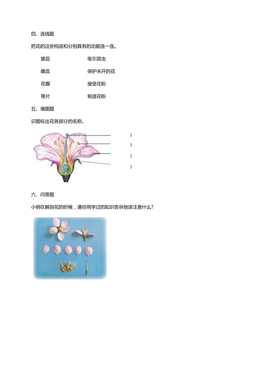 4-11《植物的花》练习（含答案）科学青岛版六三制三年级下册.docx_第3页