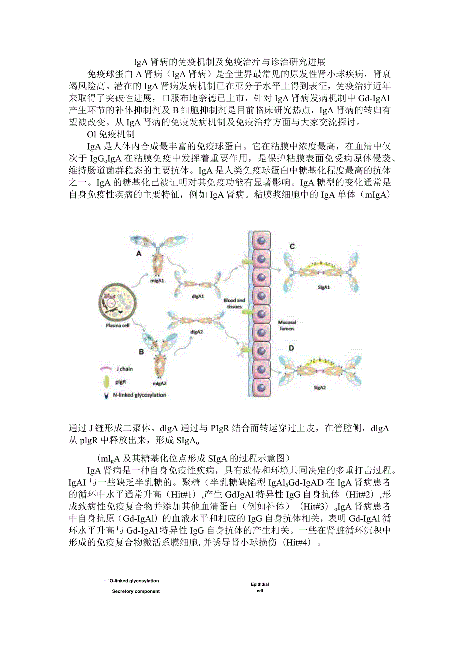 IgA肾病的免疫机制及免疫治疗与诊治研究进展.docx_第1页