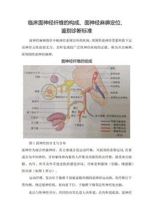 临床面神经纤维的构成、面神经麻痹定位、鉴别诊断标准.docx