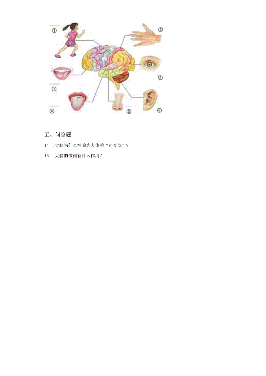 粤教版科学六年级上册3-15大脑的作用练习.docx_第3页