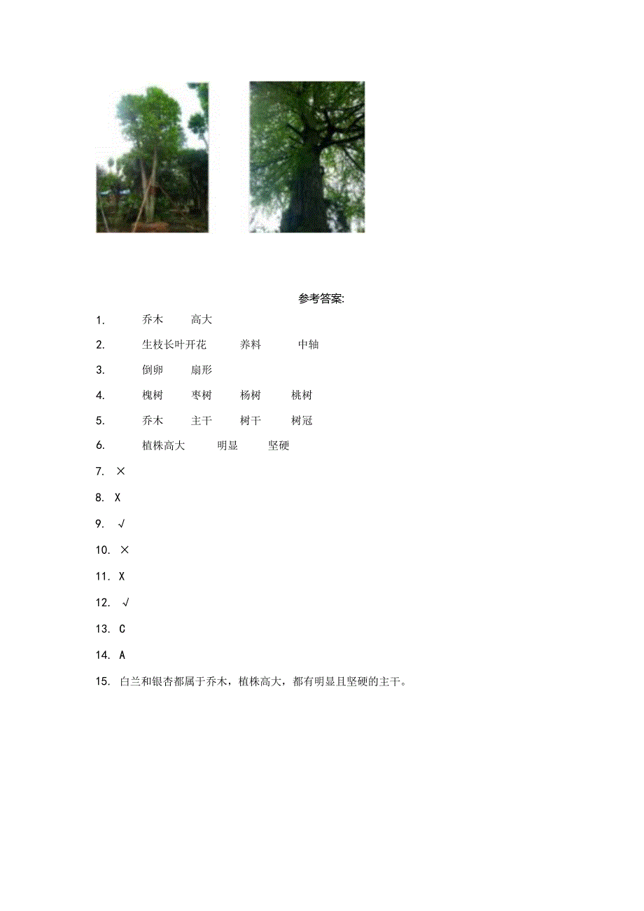 粤教版科学四年级下册1白兰和银杏练习.docx_第3页