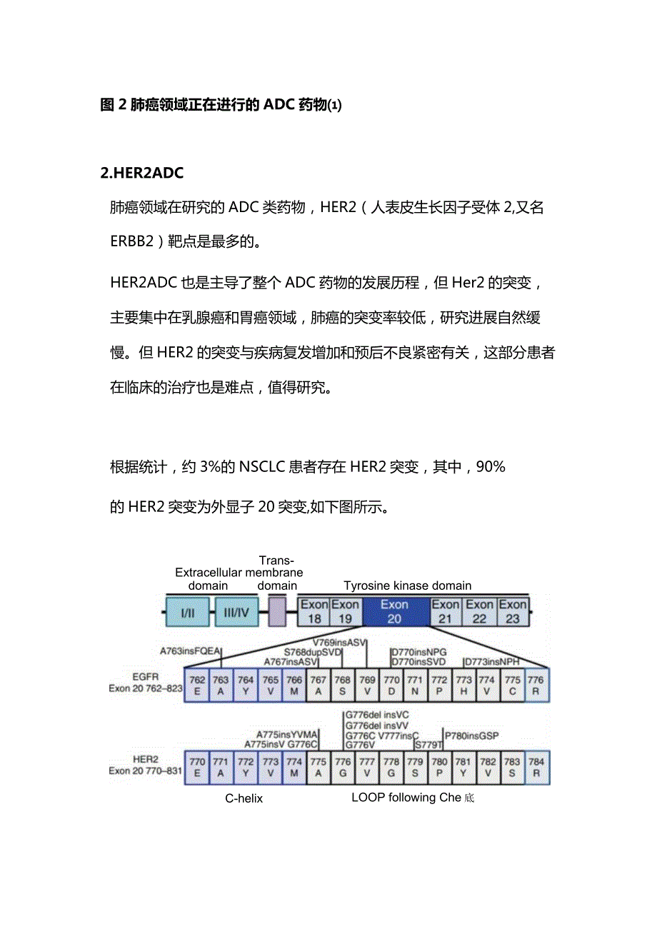 2024抗体偶联药物ADC药物与非小细胞肺癌治疗.docx_第2页