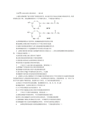 专练3生命活动的主要承担者——蛋白质.docx