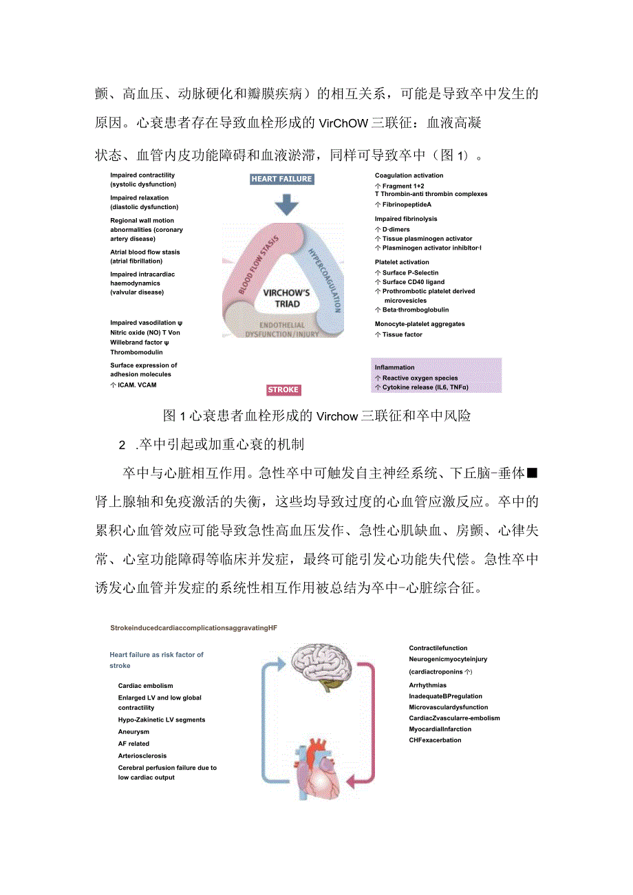 临床心衰合并卒中流行病学分析、相互作用机制、风险分层、抗凝治疗预防、治疗方案及并发症和心衰管理.docx_第3页