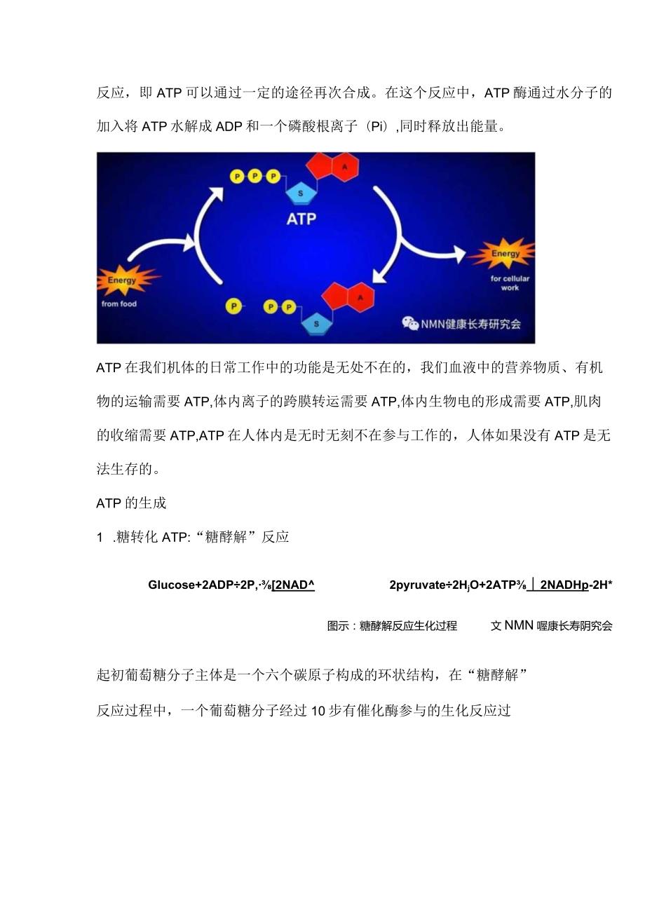 NMN茶叶中的NAD+的使命——细胞供能.docx_第2页