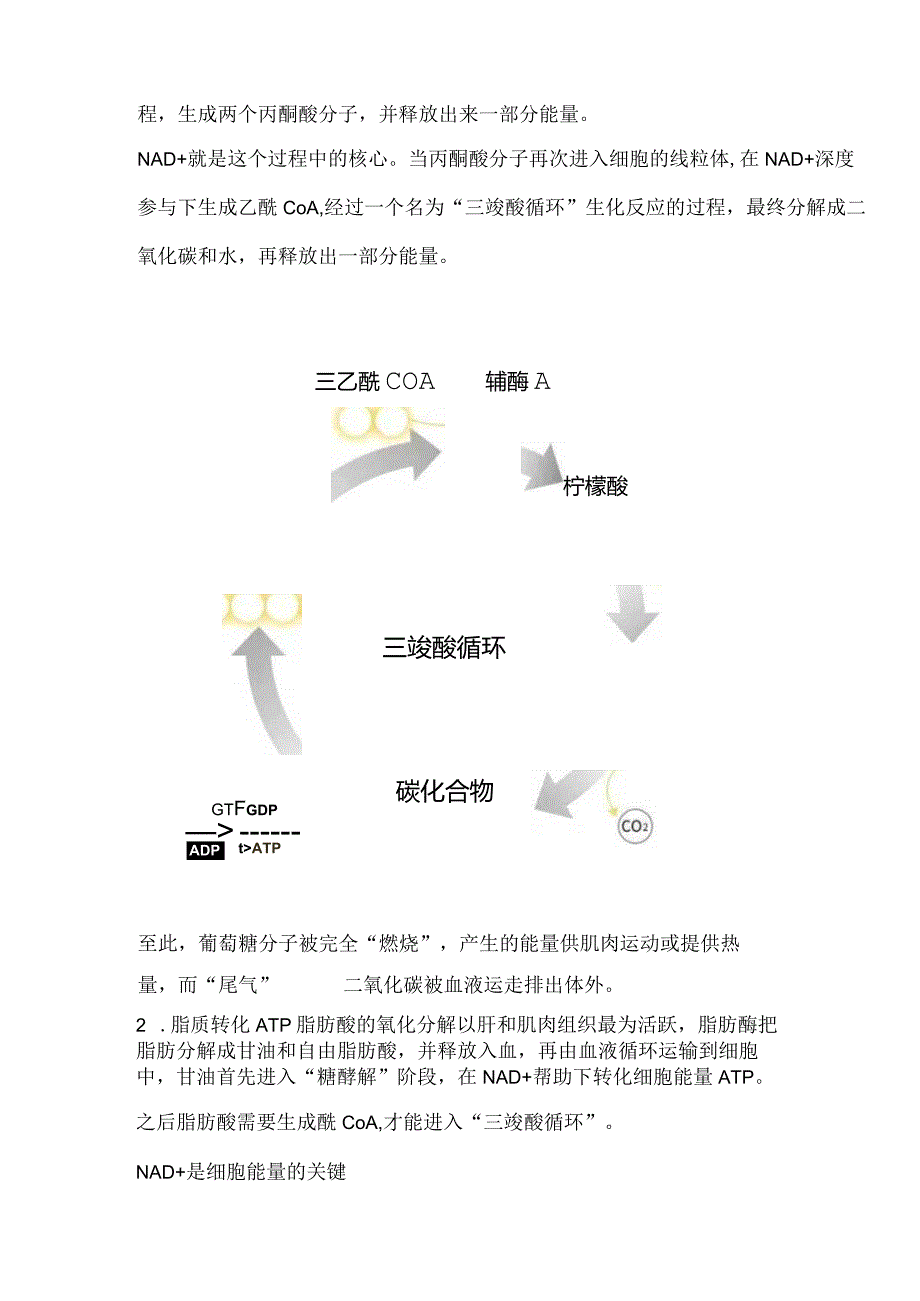 NMN茶叶中的NAD+的使命——细胞供能.docx_第3页