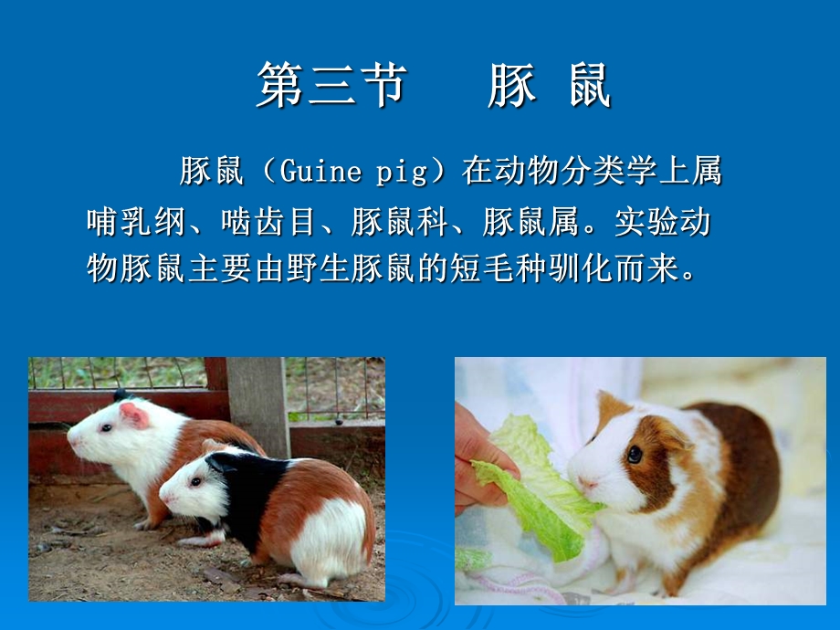 实验动物生物学特性豚鼠等ppt.ppt_第1页