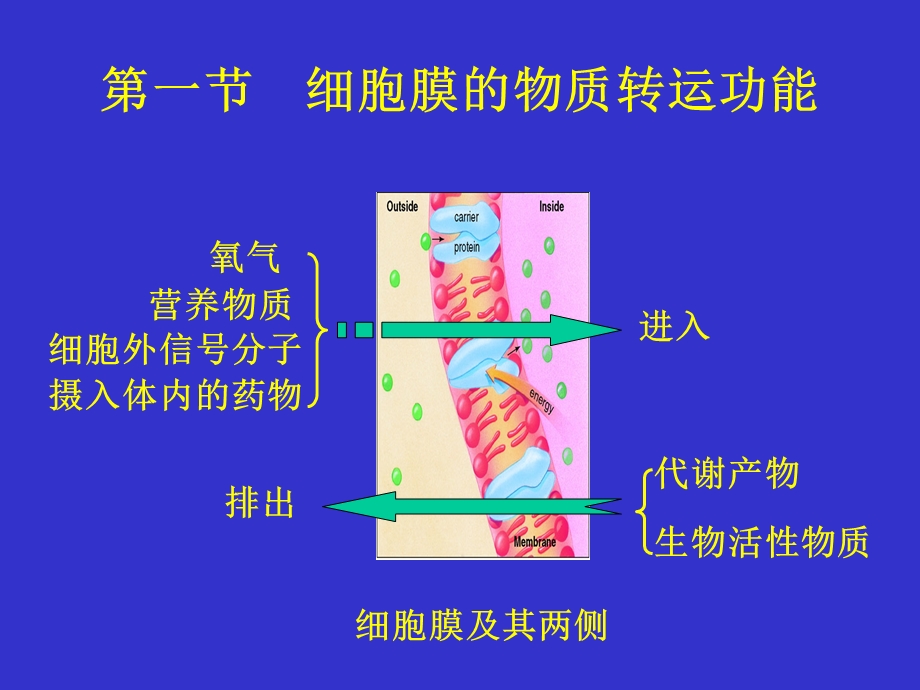 三细胞的基本功能.ppt_第2页