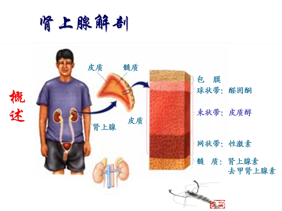 医学资料慢性肾上腺皮质功能减退症.ppt_第2页