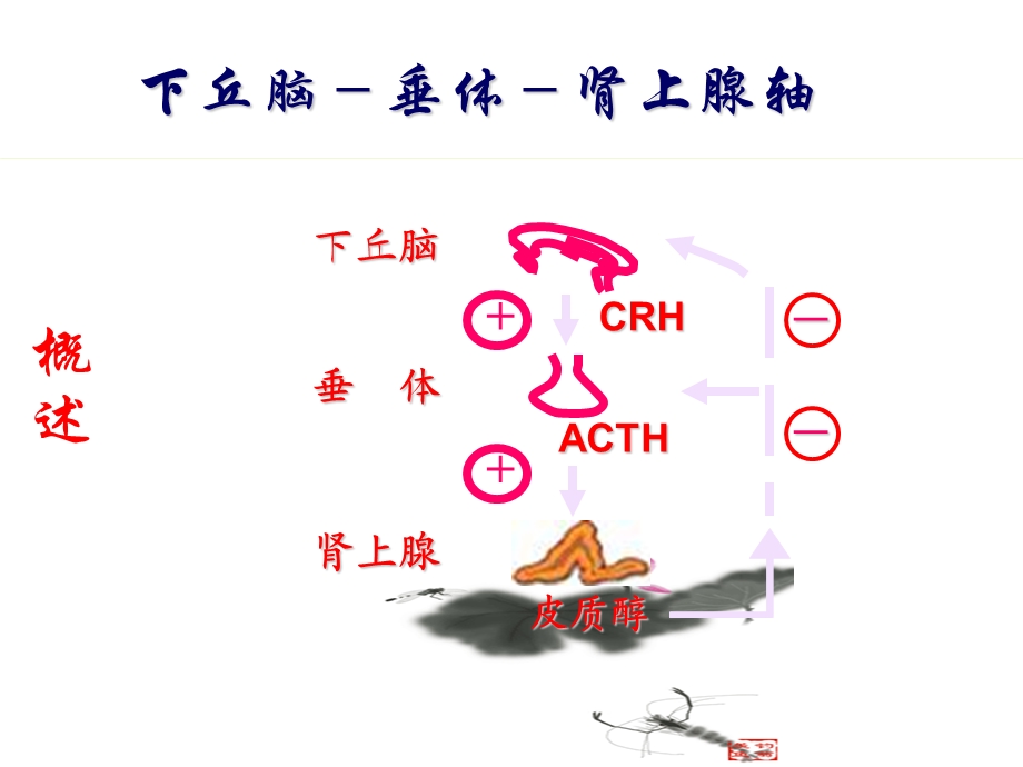 医学资料慢性肾上腺皮质功能减退症.ppt_第3页