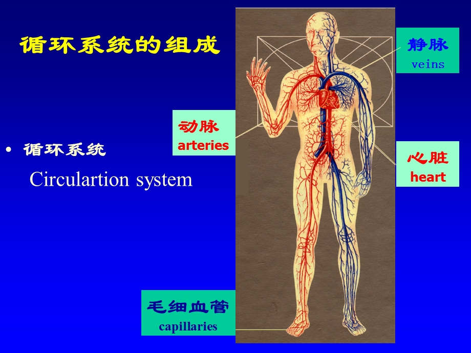 心脏的物理检查.ppt_第2页