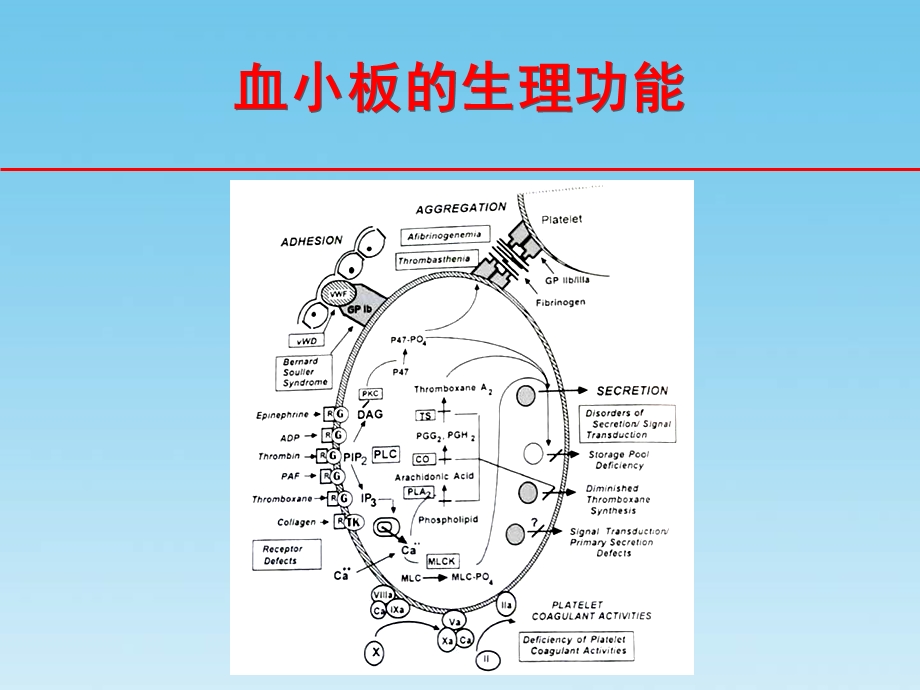 抗血小板药的临床选择.ppt_第2页