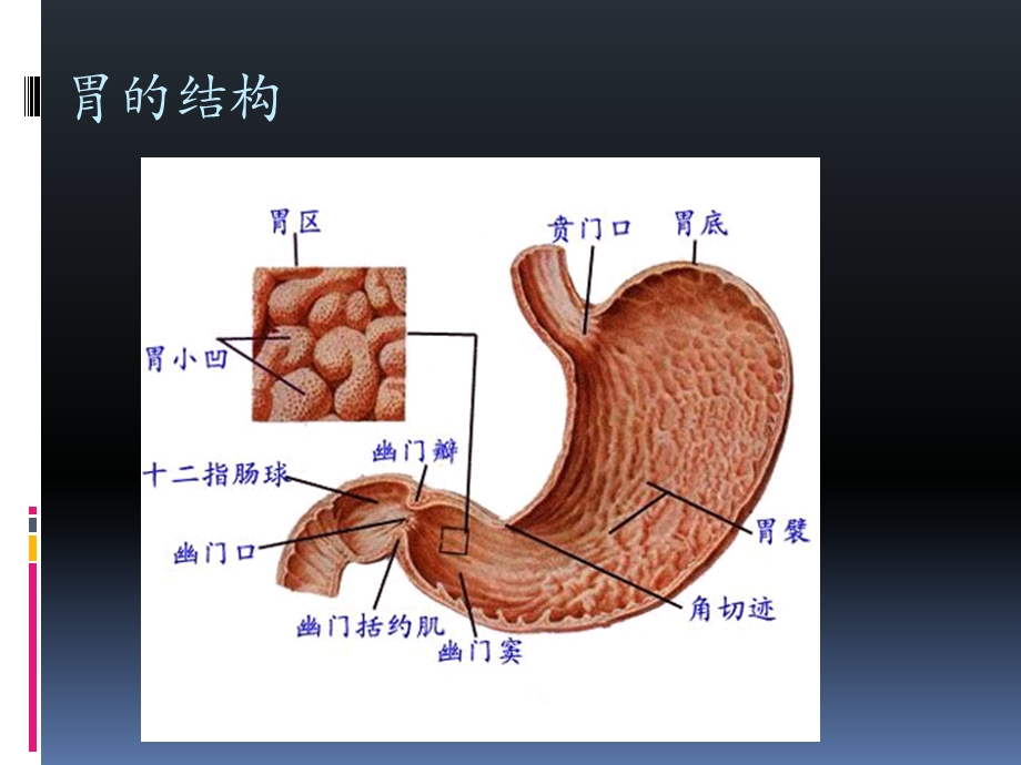 急慢性胃炎.ppt_第2页