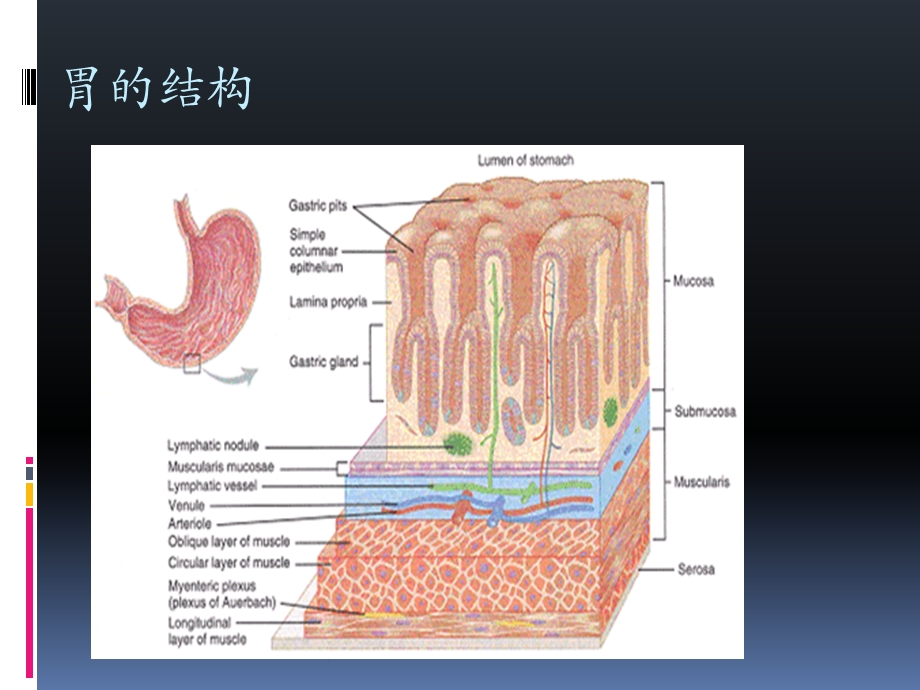 急慢性胃炎.ppt_第3页