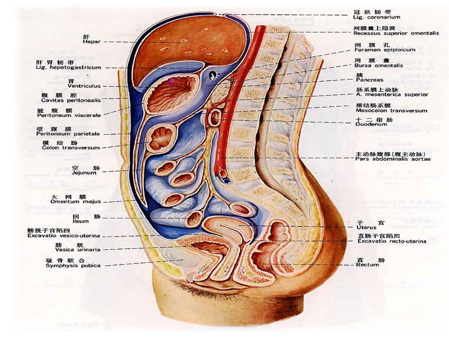 急性腹膜炎护理护理查房.ppt_第3页