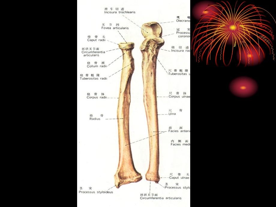 第五讲肘部、前臂和手部应用解剖.ppt_第3页