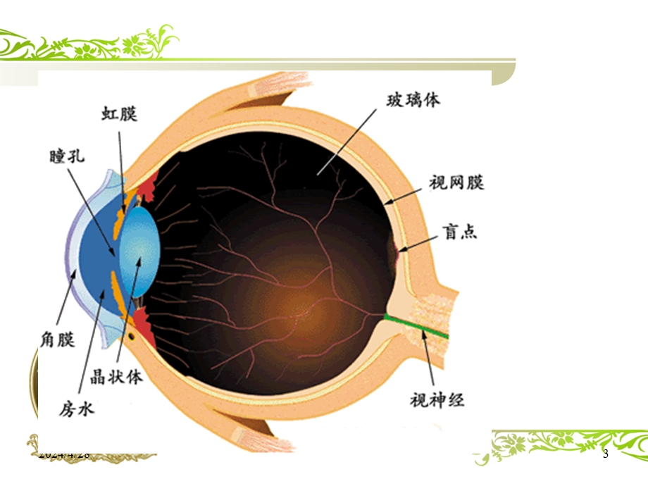 白内障围手术期护理课件.ppt_第3页