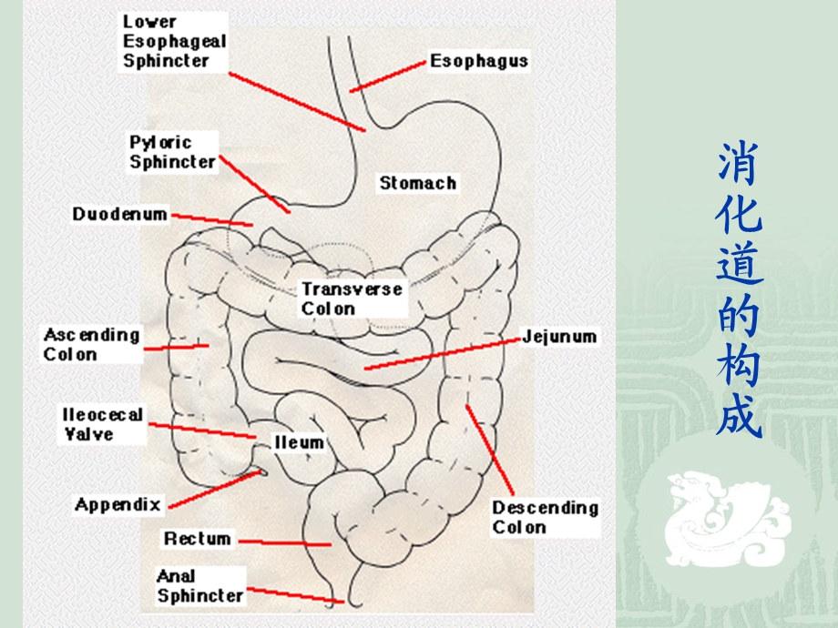 第六章消化与吸收.ppt_第2页