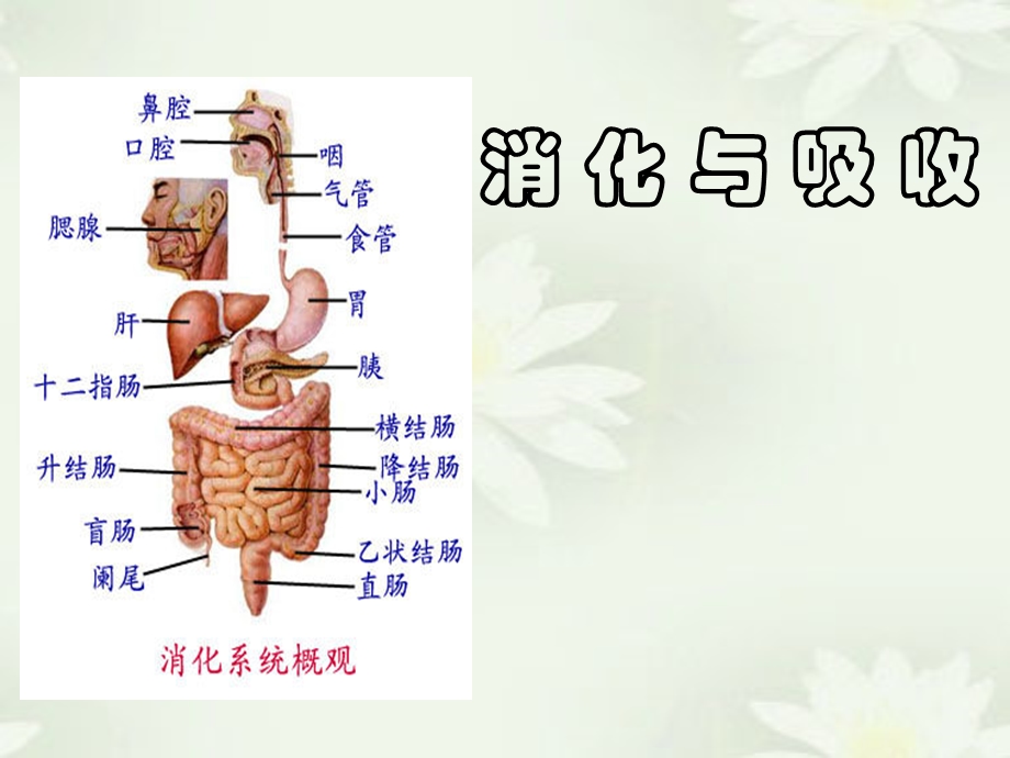 消化系统医学消化与吸收.ppt_第1页