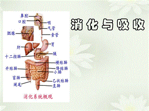 消化系统医学消化与吸收.ppt