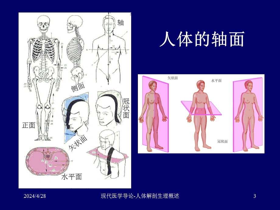 现代医学导论(生理解剖).ppt_第3页