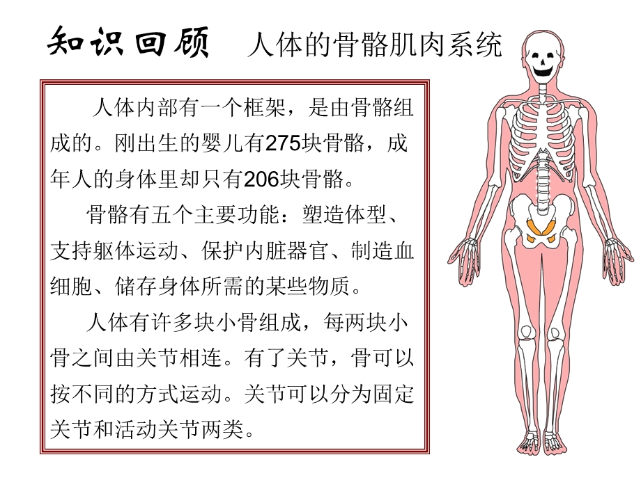 相互协作的人体器官.ppt_第2页