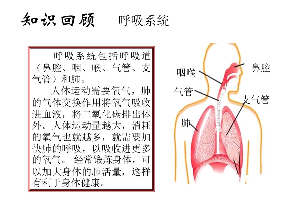 相互协作的人体器官.ppt_第3页