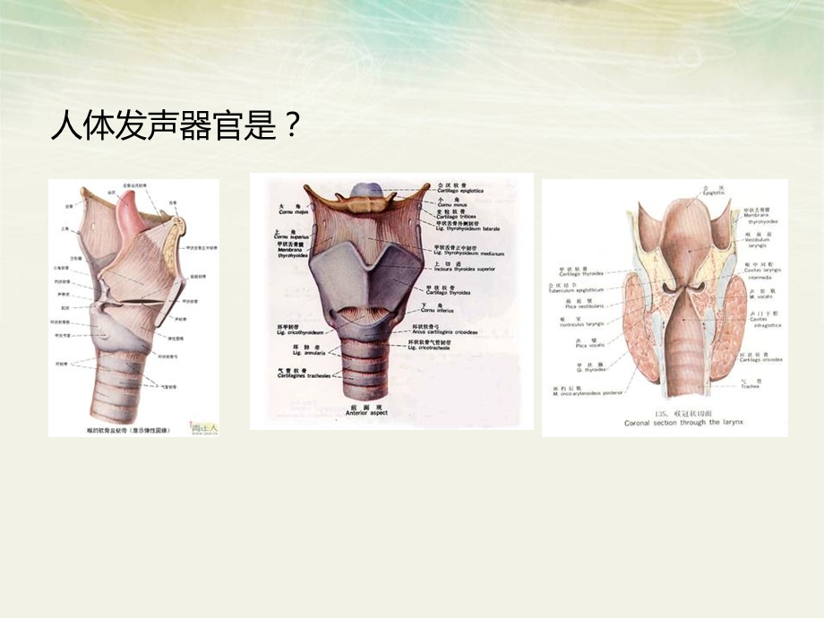 第八章发声障碍.ppt_第3页