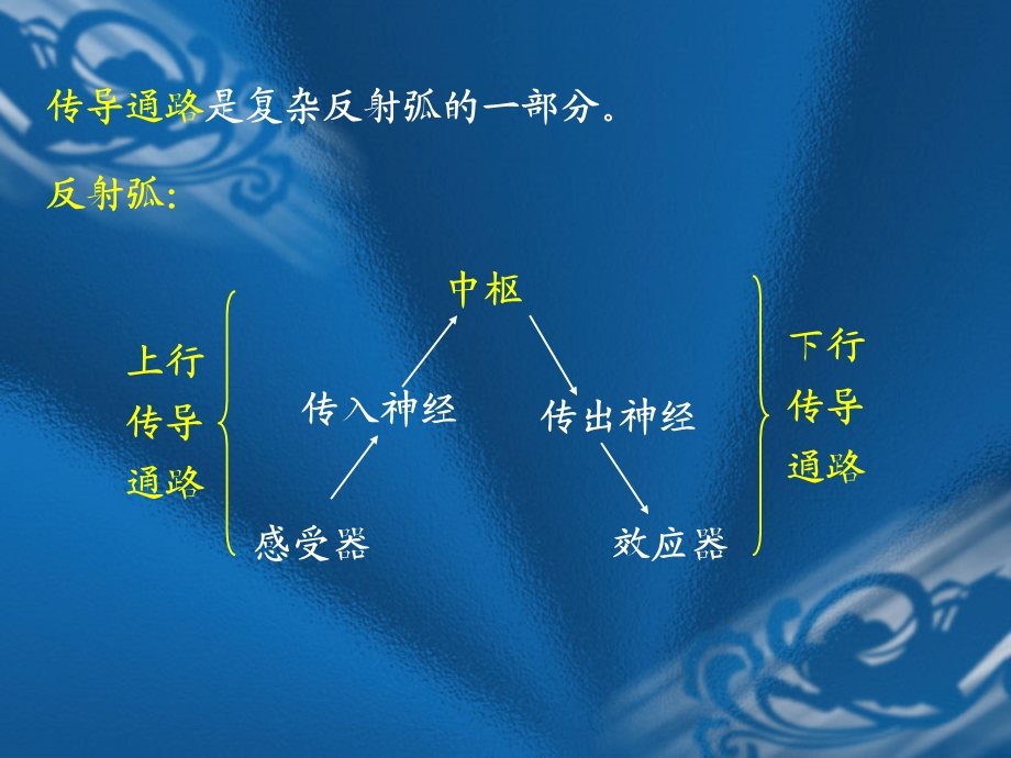 神经传导通路全解剖学.ppt_第2页