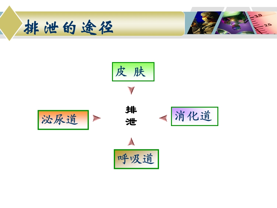 第十七章排泄排便护理解读.ppt_第3页